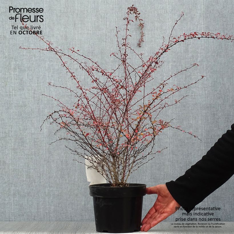 Esemplare di Berberis thunbergii Red Dream - Crespino giapponese Vaso da 3L/4L come consegnato in autunno