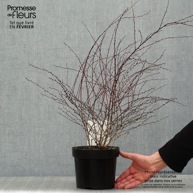 Berberis thunbergii Red Dream - Crespino giapponese Vaso da 3L/4L esemplare consegnato in inverno