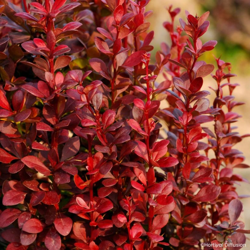 Berberis thunbergii Red Torch - Crespino giapponese (Fogliame)