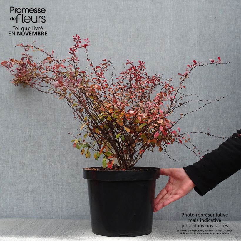 Esemplare di Berberis thunbergii Rosy Glow - Crespino giapponese Vaso da 7,5L/10L come consegnato in autunno