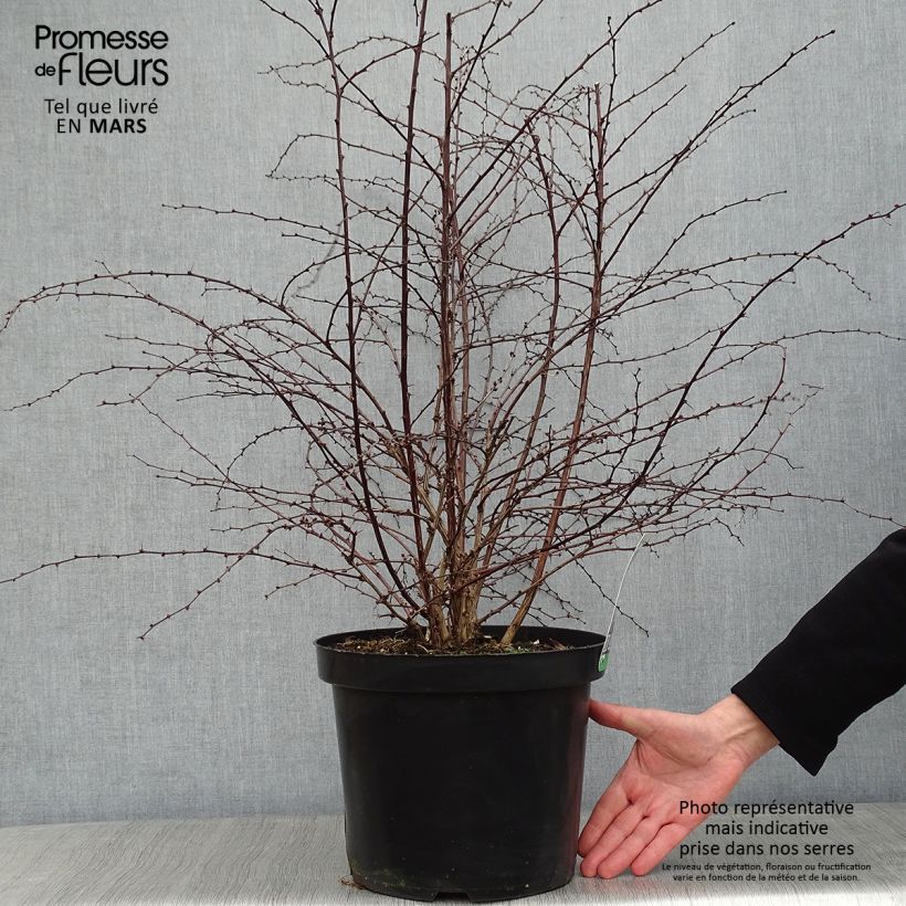 Berberis thunbergii Rosy Glow - Crespino giapponese Vaso da 7,5L/10L esemplare consegnato in inverno