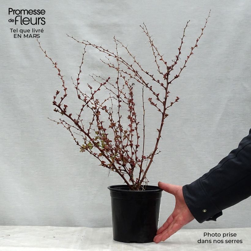 Berberis thunbergii Rosy Glow - Crespino giapponese Vaso da 2L/3L esemplare consegnato in primavera
