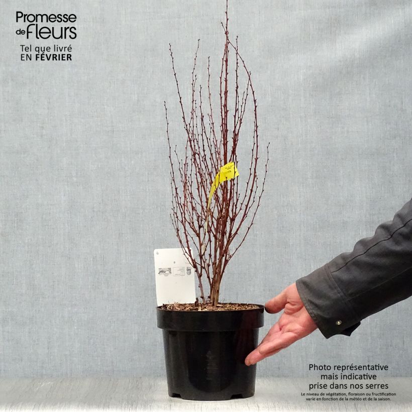 Berberis thunbergii Rosy Rocket - Crespino giapponese Vaso da 2L/3L esemplare consegnato in inverno