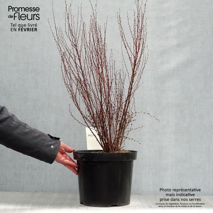 Berberis thunbergii Rosy Rocket - Crespino giapponese Vaso da 7,5L/10L esemplare consegnato in inverno