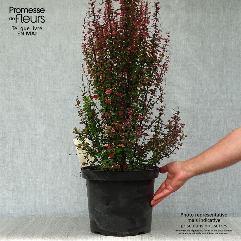 Berberis thunbergii Rosy Rocket - Crespino giapponese Vaso da 7,5L/10L esemplare consegnato in primavera