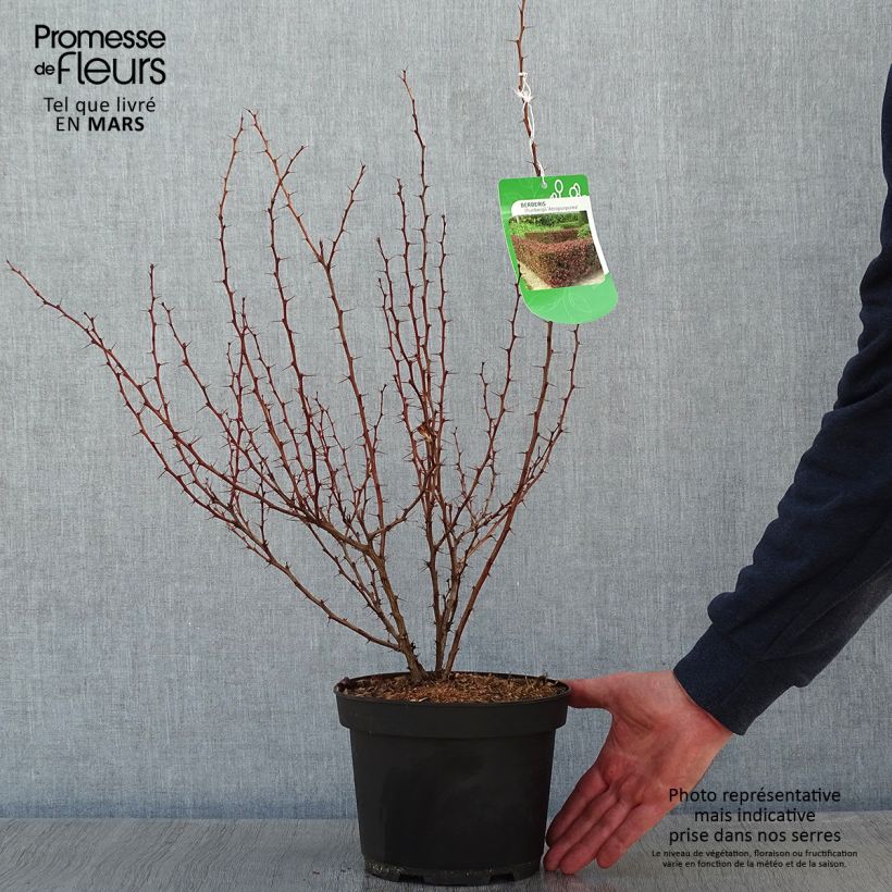 Berberis thunbergii Atropurpurea - Crespino Porpora Giapponese Vaso da 2L/3L esemplare consegnato in inverno