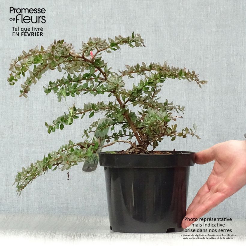 Berberis verruculosa - Crespino verrucoso Vaso da 2L/3L esemplare consegnato in inverno