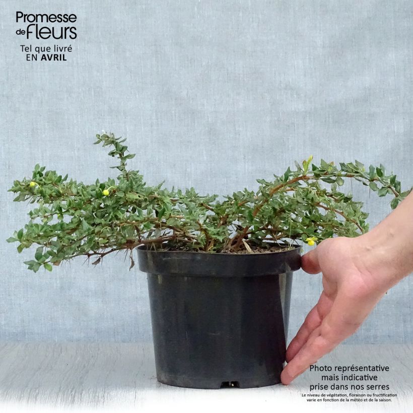 Berberis verruculosa - Crespino verrucoso Vaso da 2L/3L esemplare consegnato in primavera