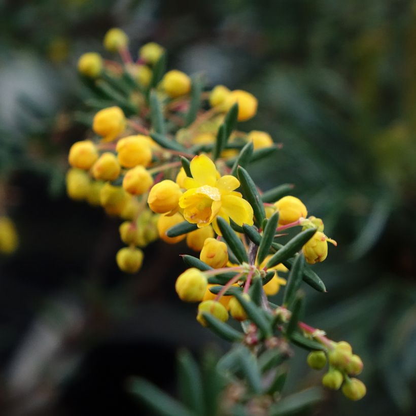 Berberis stenophylla - Crespino (Fioritura)