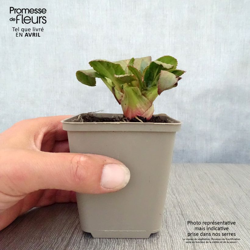Bergenia Bach Vasetto da 8/9 cm esemplare consegnato in primavera