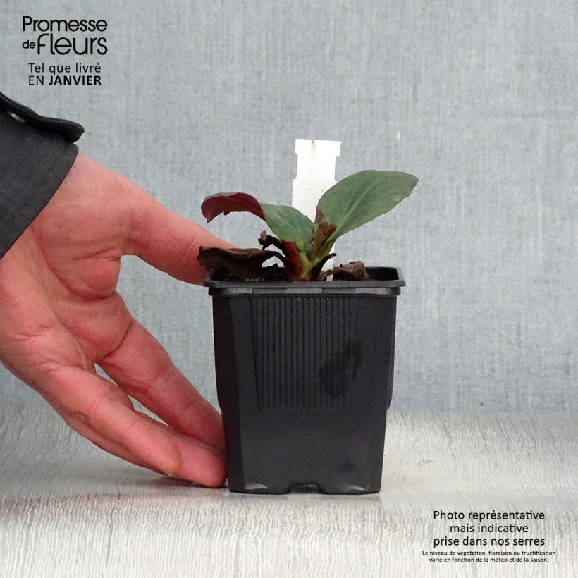 Bergenia Bartok Vasetto da 8/9 cm esemplare consegnato in inverno