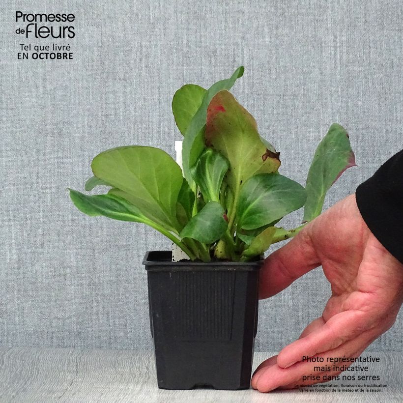 Esemplare di Bergenia Bartok Vasetto da 8/9 cm come consegnato in autunno