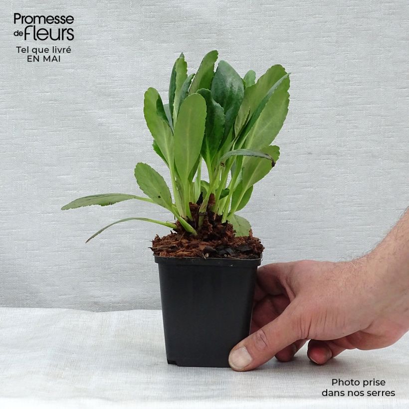 Bergenia Dragonfly Angel Kiss Vasetto da 8/9 cm esemplare consegnato in primavera