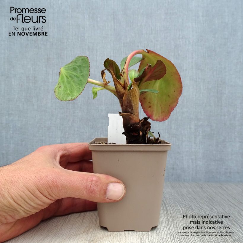 Esemplare di Bergenia cordifolia Dragonfly Sakura Vasetto da 8/9 cm come consegnato in autunno