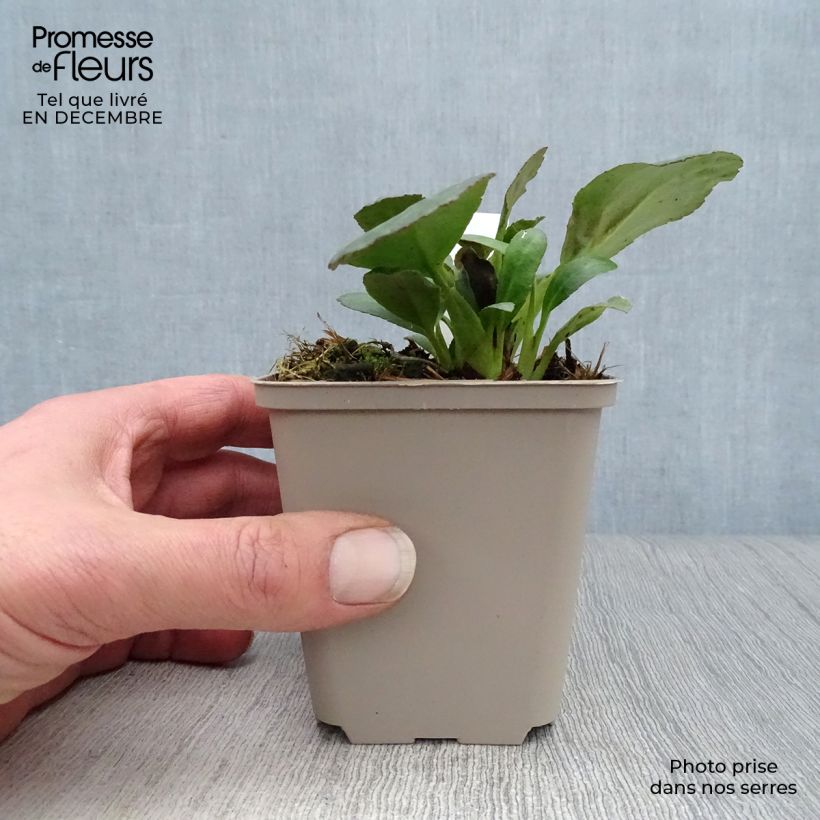 Bergenia cordifolia Dragonfly Sakura Vasetto da 8/9 cm esemplare consegnato in inverno