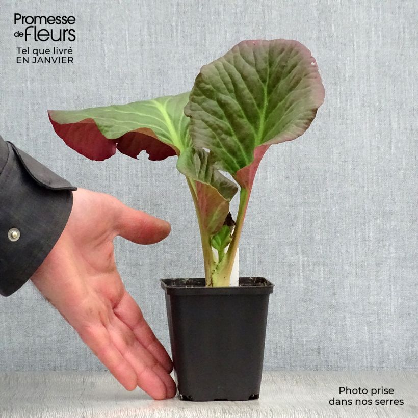 Bergenia Eden's Dark Magic Vasetto da 8/9 cm esemplare consegnato in inverno