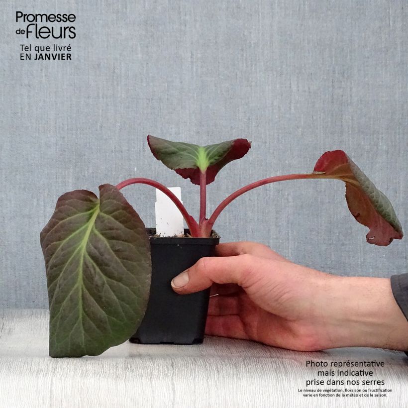 Bergenia Eden's Magic Giant Vasetto da 8/9 cm esemplare consegnato in inverno