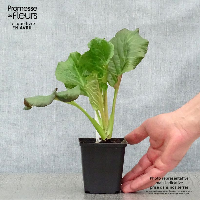 Bergenia Eden's Dark Magic Vasetto da 8/9 cm esemplare consegnato in primavera