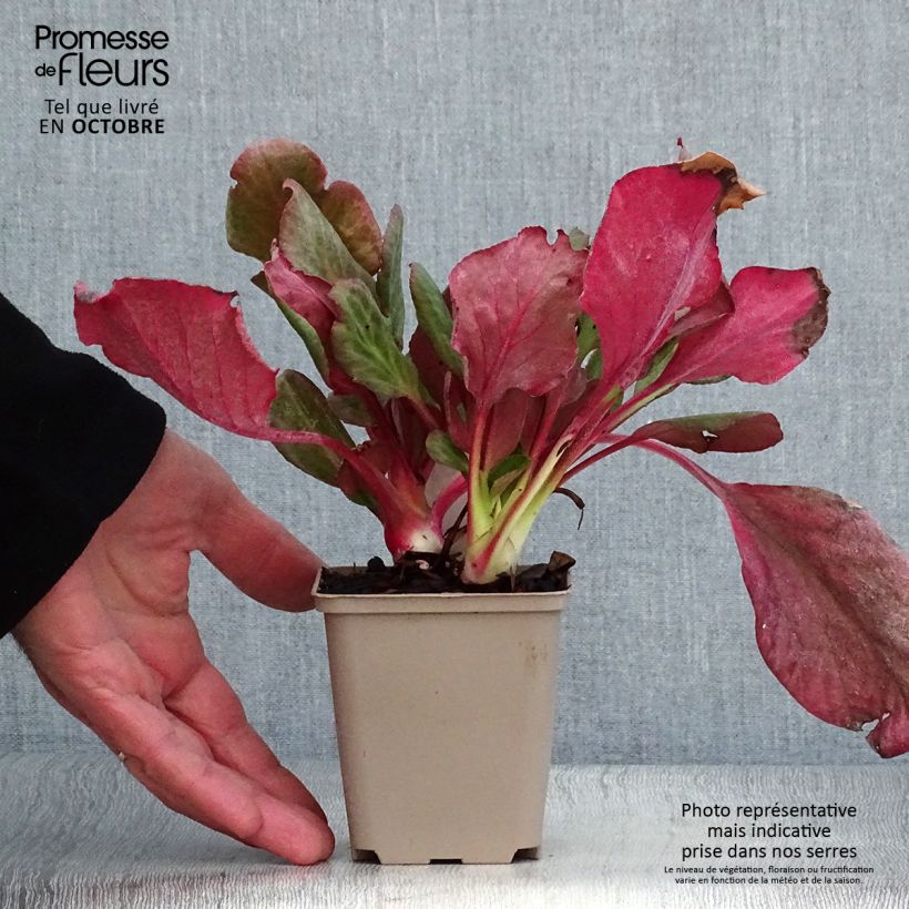 Esemplare di Bergenia Eden's Magic Giant Vasetto da 8/9 cm come consegnato in autunno