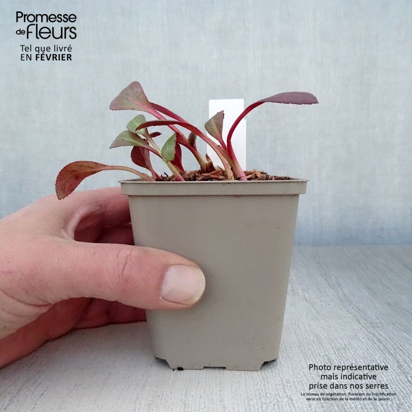 Bergenia Flirt Vasetto da 8/9 cm esemplare consegnato in inverno