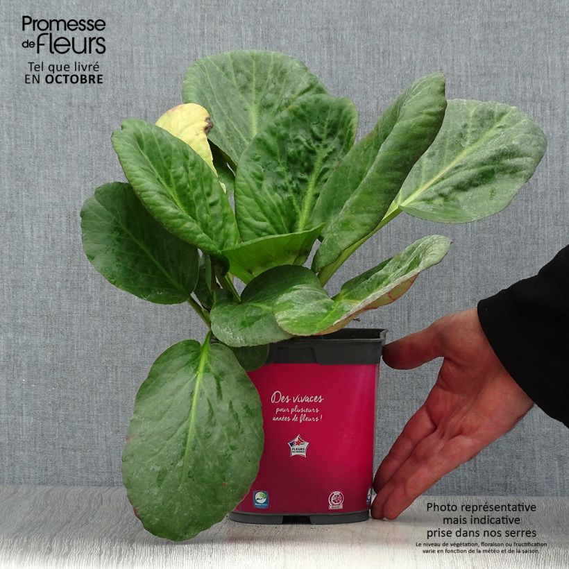 Esemplare di Bergenia Abendglut Vaso da 2L/3L come consegnato in autunno