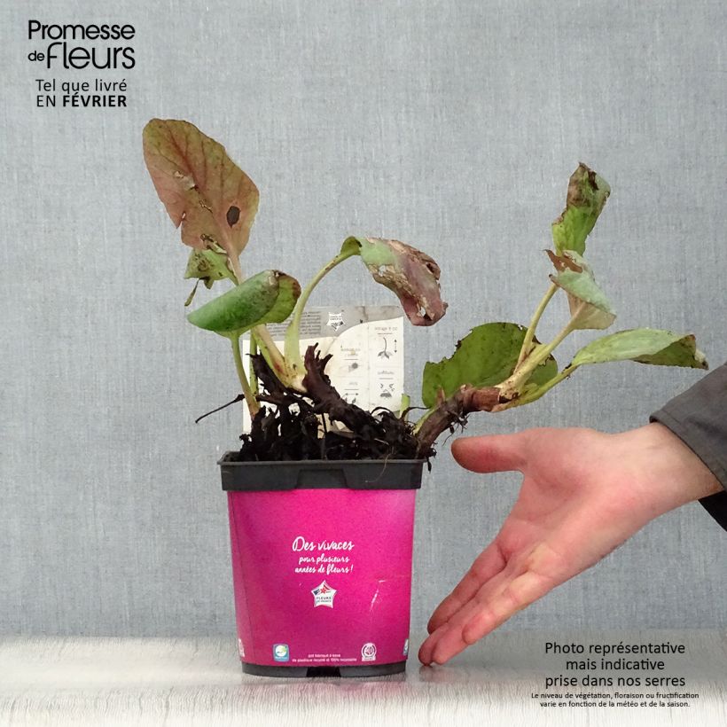 Bergenia Abendglut Vaso da 2L/3L esemplare consegnato in inverno