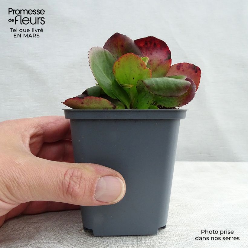 Bergenia Baby Doll Vasetto da 8/9 cm esemplare consegnato in primavera