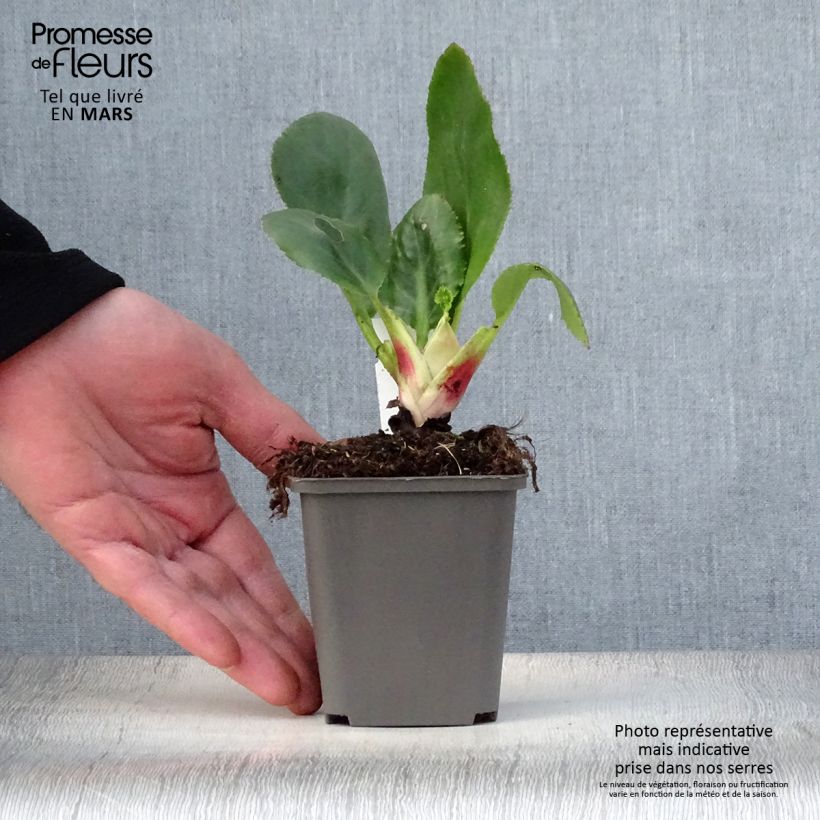 Bergenia stracheyi Ice Queen Vasetto da 8/9 cm esemplare consegnato in primavera