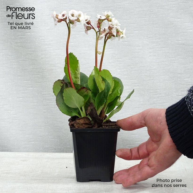 Bergenia Jelle Vasetto da 8/9 cm esemplare consegnato in primavera