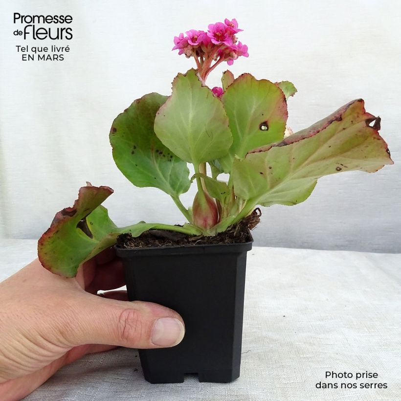 Bergenia cordifolia Morgenrote Vasetto da 8/9 cm esemplare consegnato in primavera