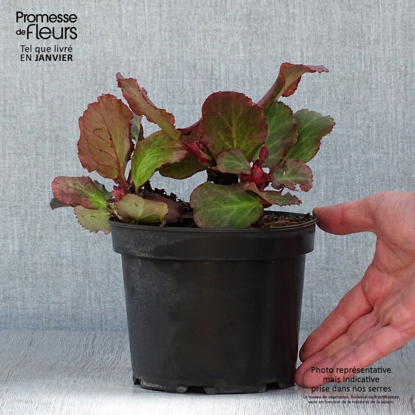Bergenia cordifolia Morgenrote Vaso da 2L/3L esemplare consegnato in inverno