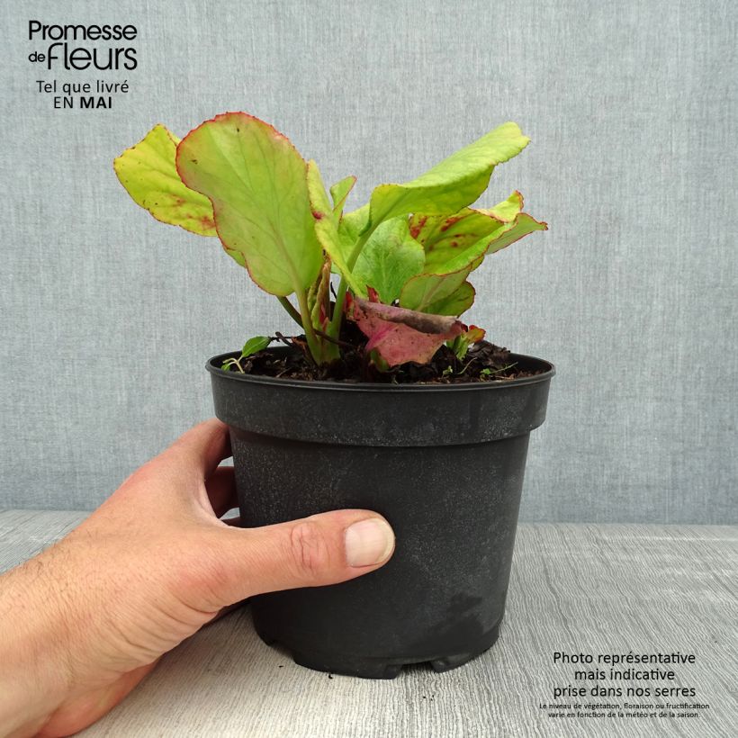 Bergenia cordifolia Morgenrote Vaso da 2L/3L esemplare consegnato in primavera