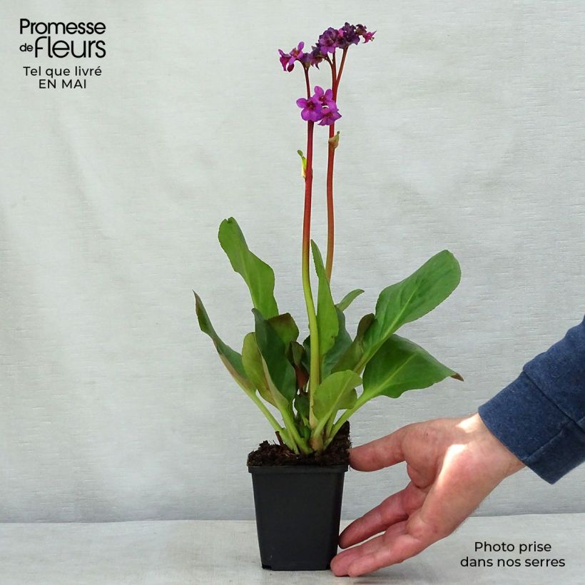 Bergenia Ouvertüre Vasetto da 8/9 cm esemplare consegnato in primavera