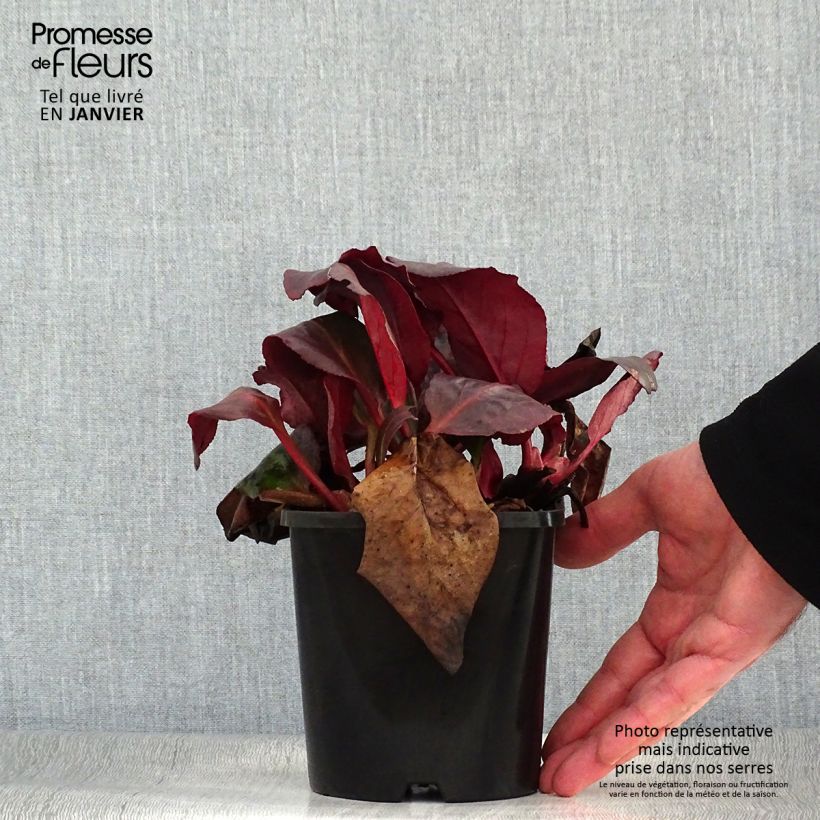 Bergenia Ouvertüre Vaso da 1,5L/2L esemplare consegnato in inverno