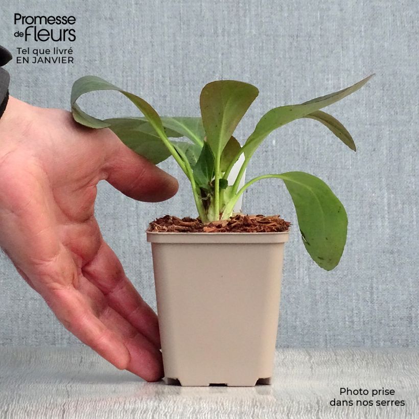 Bergenia Pink Dragonfly Vasetto da 8/9 cm esemplare consegnato in inverno