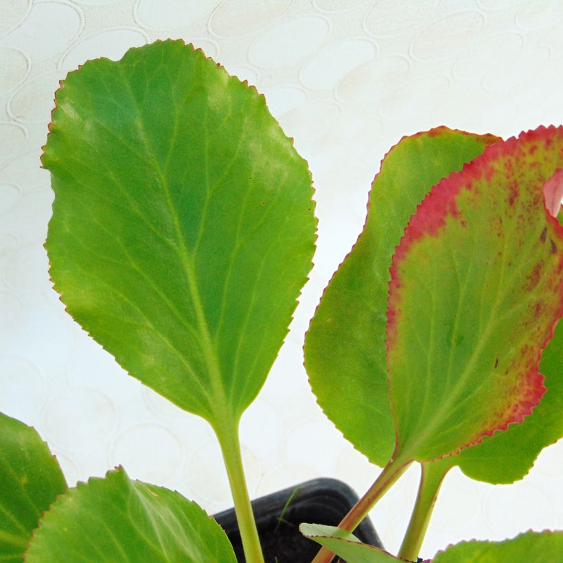 Bergenia cordifolia Rotblum (Fogliame)