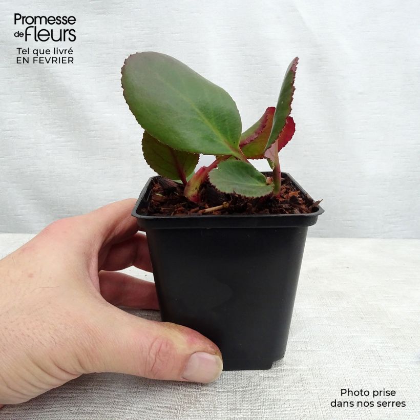 Bergenia Spring Fling Vasetto da 8/9 cm esemplare consegnato in inverno