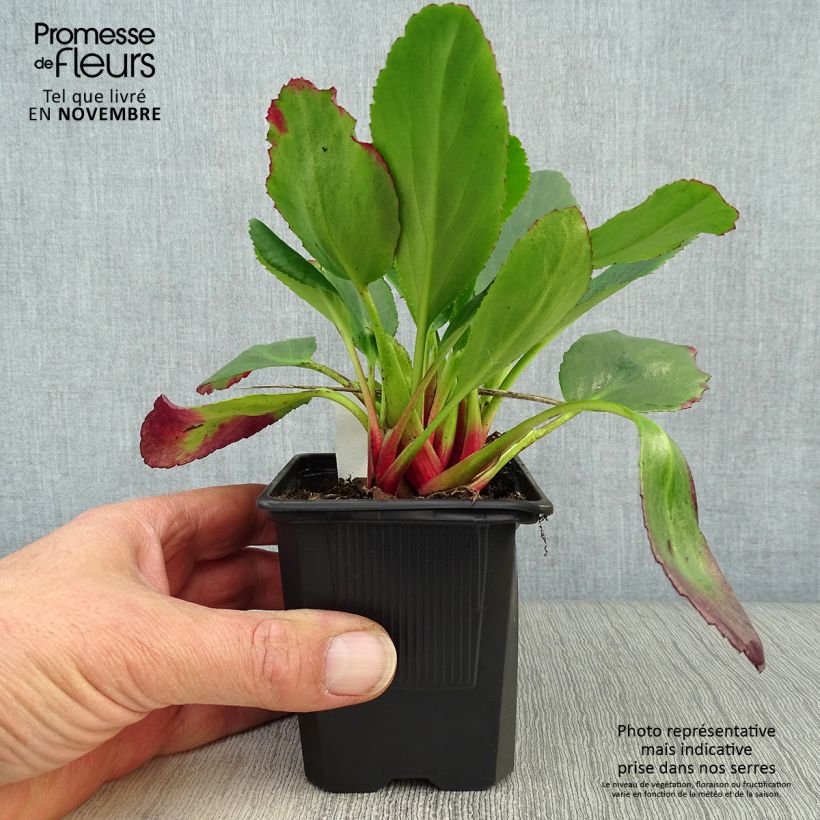 Esemplare di Bergenia Spring Fling Vasetto da 8/9 cm come consegnato in autunno