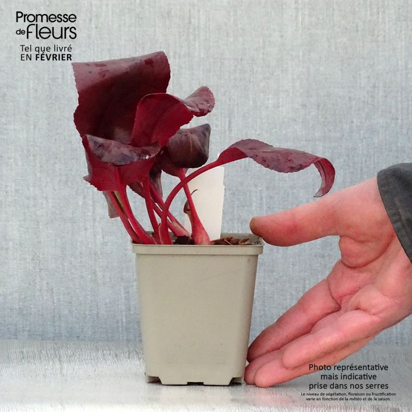 Bergenia Winterglut Vasetto da 8/9 cm esemplare consegnato in inverno