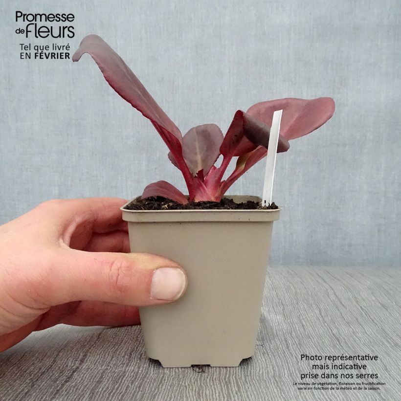 Bergenia Wintermarchen Vasetto da 8/9 cm esemplare consegnato in inverno