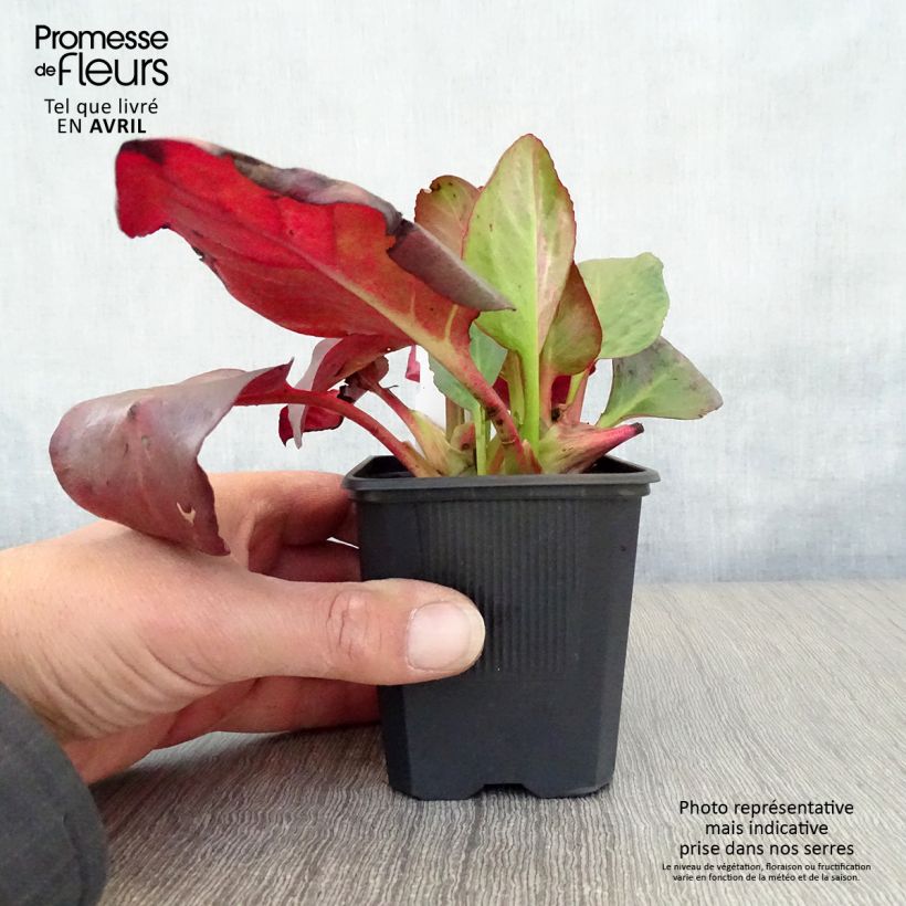 Bergenia cordifolia Eroïca Vasetto da 8/9 cm esemplare consegnato in primavera