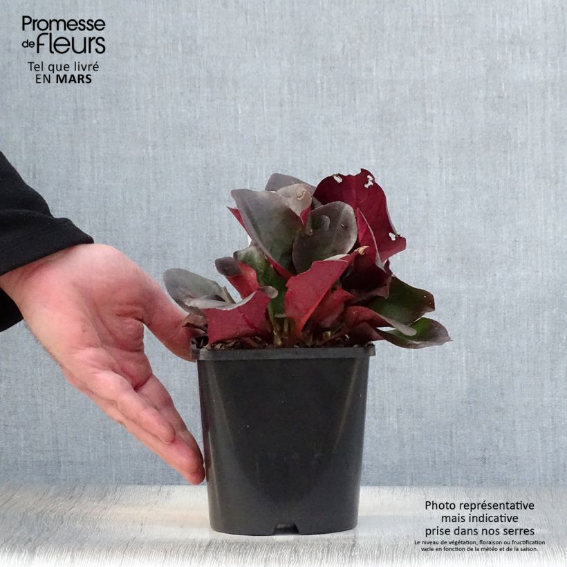 Bergenia cordifolia Eroïca Vaso da 1,5L/2L esemplare consegnato in primavera