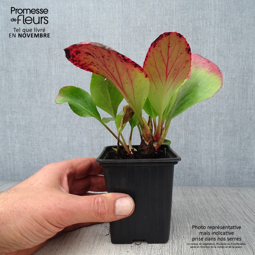 Esemplare di Bergenia cordifolia Vasetto da 7/8 cm come consegnato in autunno