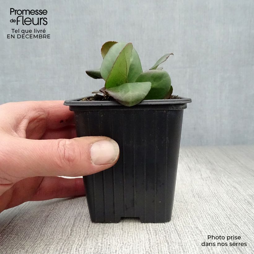 Bergenia cordifolia Vasetto da 7/8 cm esemplare consegnato in inverno