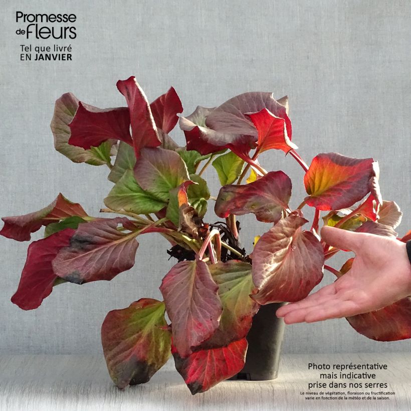 Bergenia cordifolia Vaso da 2L/3L esemplare consegnato in inverno