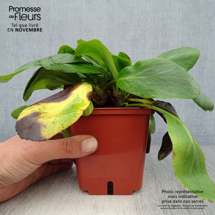 Esemplare di Bergenia cordifolia Silberlicht Vaso da 1L/1,5L come consegnato in autunno