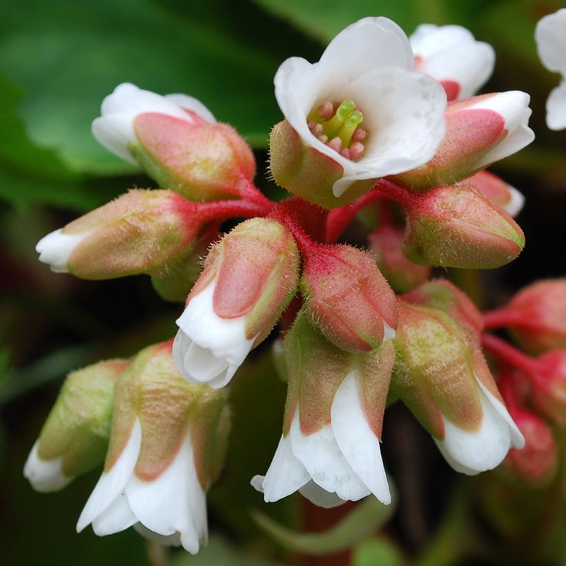 Bergenia cordifolia Silberlicht (Fioritura)