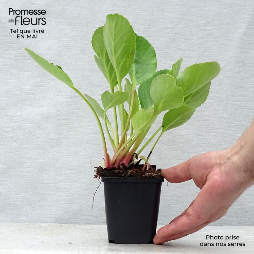 Bergenia Harzkristall Vasetto da 8/9 cm esemplare consegnato in primavera