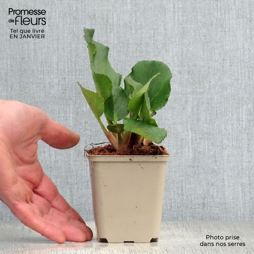 Bergenia Harzkristall Vasetto da 8/9 cm esemplare consegnato in inverno