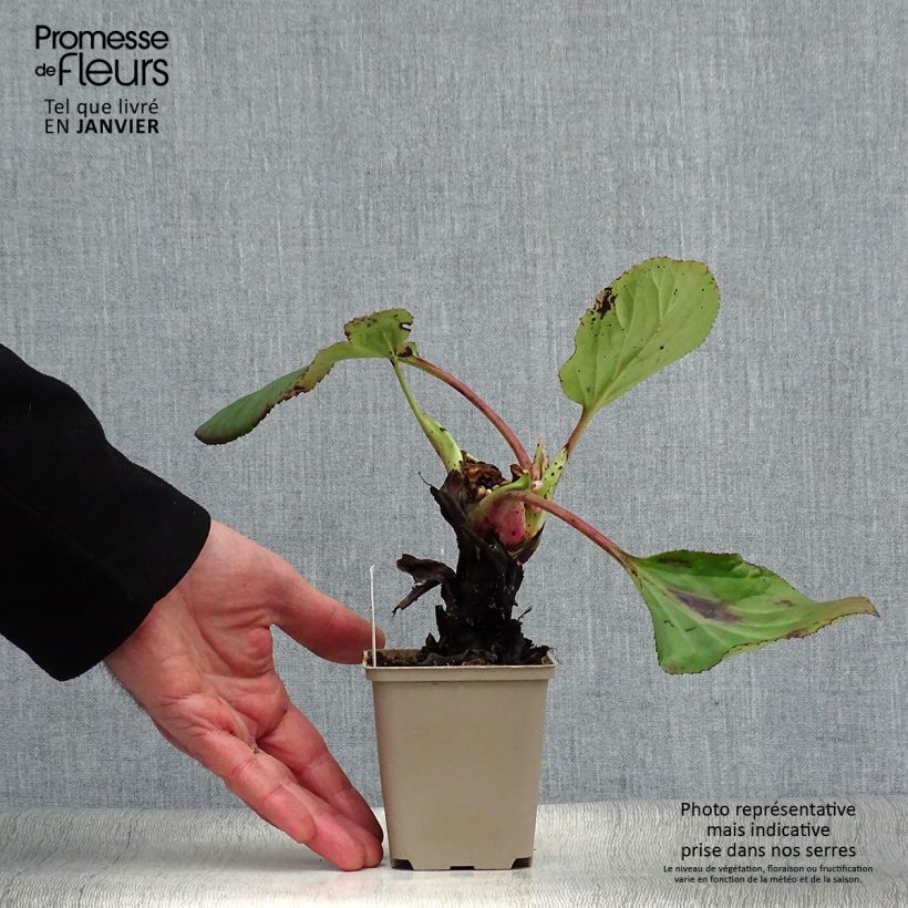 Bergenia schmidtii Vasetto da 8/9 cm esemplare consegnato in inverno